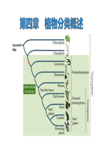 植物分类概述