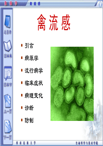 精品课程禽病学ppt-02禽流感