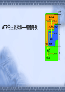 细胞呼吸说课稿(2011)