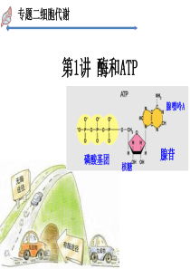 专题二第一讲 酶和ATP