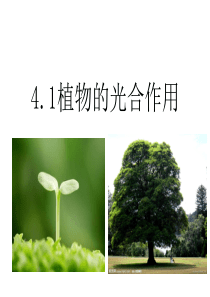 苏科版生物七年级上4.1植物的光合作用