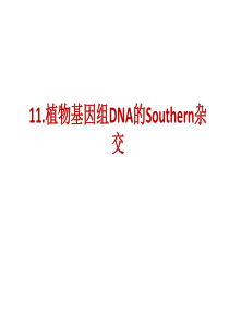 实验十一-Southern杂交分析