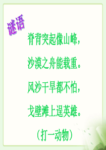 《找骆驼》教学课件3