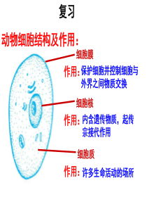 七年级科学上 2.3生物体的结构层次1