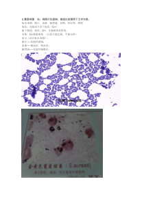 湘雅医学院微生物实验考试资料-图片+描述+总结-全切片