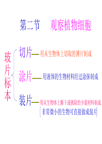 七年级生物上册-观察植物细胞 PPT课件