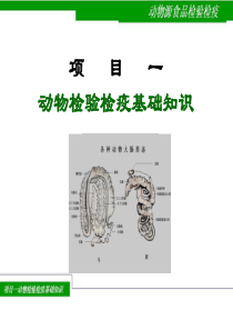 动物检验检疫基础知识