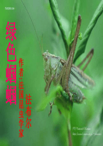 《绿色蝈蝈》课件