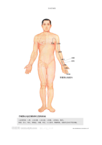 全身经络示范图(养生图片)