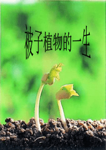 初中生物-被子植物的一生PPT课件