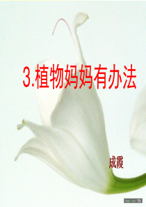 3植物妈妈有办法PPT课件-小学语文二年级上册PPT课件