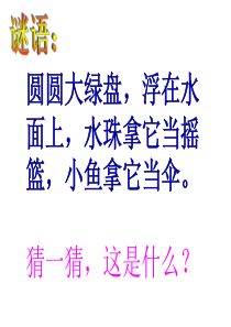 人教版一年级下册-14《荷叶圆圆》-课件