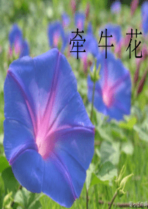 花钟123