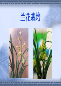 兰科花卉栽培