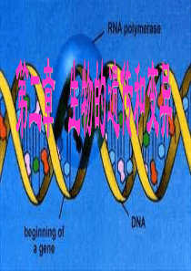 生物：第七单元第二章第一节基因控制生物的性状课件(人教版八年级下)