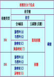 人教版教学课件浙江省温州市龙湾中学高中生物 必修二《DNA的分子结构和特点》课件