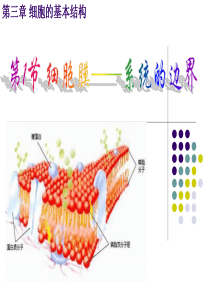 人教版教学课件生物必修一第三章第一节细胞膜系统的边界