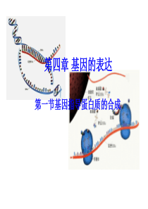 人教版教学课件生物：4-1《基因指导蛋白质的合成》课件(新人教版必修2)