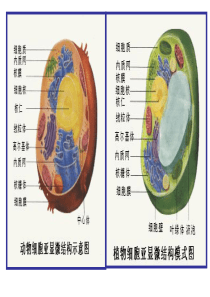 人教版教学课件第三章第二节 细胞器――系统内的分工合作(复习课)