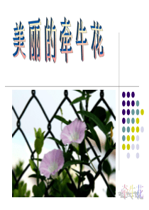 牵牛花-儿童画课件