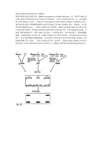 EMSA实验原理