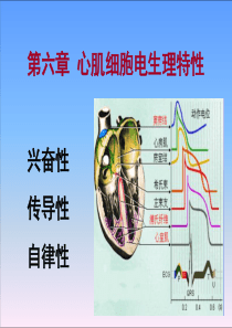 心肌电生理特性资料