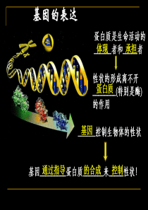 基因指导蛋白质的合成基因的表达__复习课件