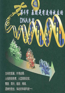 基因是有遗传效应的DNA片段-5