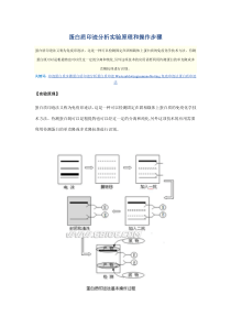 蛋白质印迹分析实验原理和操作步骤