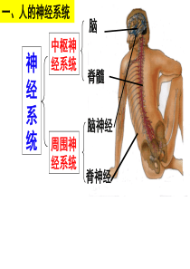 神经系统的结构与功能第一课时emma2013-3-19