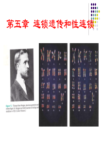 连锁遗传与性连锁