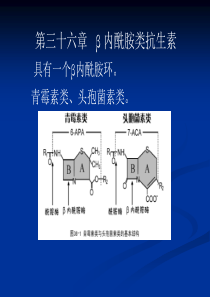 第36青霉素