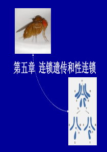 05 普通遗传学 连锁遗传和性连锁