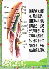 胆总管结石护理查房73194