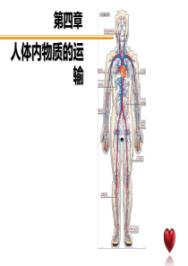 +流动的组织血液