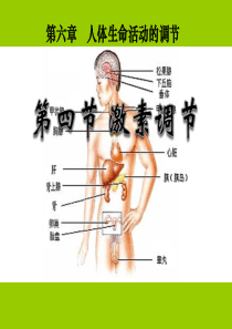 《激素调节》课件