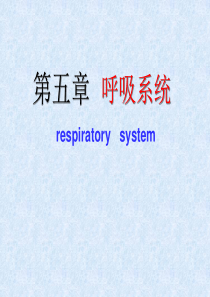 人体解剖学之呼吸系统课件