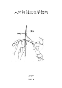 人体解剖生理学教案