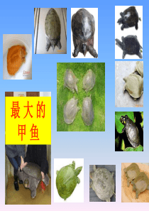 (青岛版)五年级数学上册课件 梯形的面积