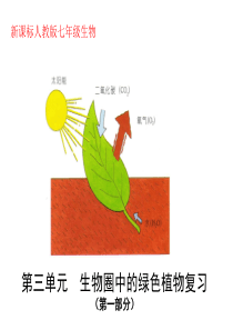 七年级生物第三单元复习1