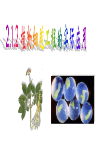 高二生物选修(3)课件：2.1.2植物细胞工程的实际应用