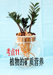 2012届植物的矿质营养复习