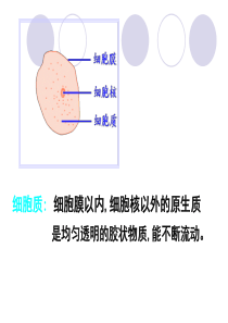 细胞质的结构和功能