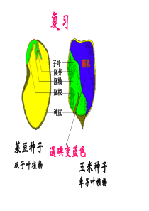 种子的萌发PPT