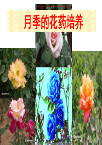 月季的花药培养课件PPT