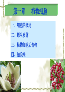 药用植物学(第一章植物细胞).ppt