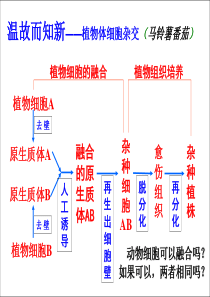 2.2.2 动物细胞融合与单克隆抗体