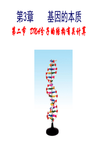 DNA分子的结构有关计算