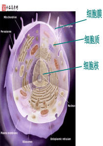 高中生物人教版必修一第3章第3节：《细胞核―系统的控制中心》课件