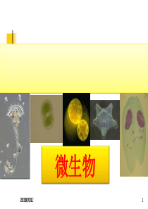 7、用显微镜观察身边的生命世界(三)